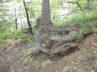 Monte_Rinatu - 20110615 135.jpg